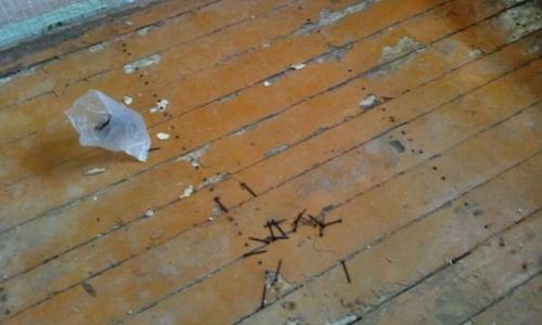 Скрипят деревянные полы в квартире, что делать (пол, половица) Скрипят деревянные полы в квартире, что делать