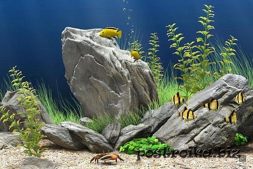 Аквариум в интерьере квартиры - частичка моря (аквариум, рыбка) Аквариум в интерьере квартиры - частичка моря