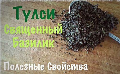 Базилик полезные свойства (базилик, растение, масло) Базилик полезные свойства