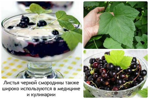 Черная смородина полезные свойства (смородина, черной смородины, ягода) Черная смородина полезные свойства
