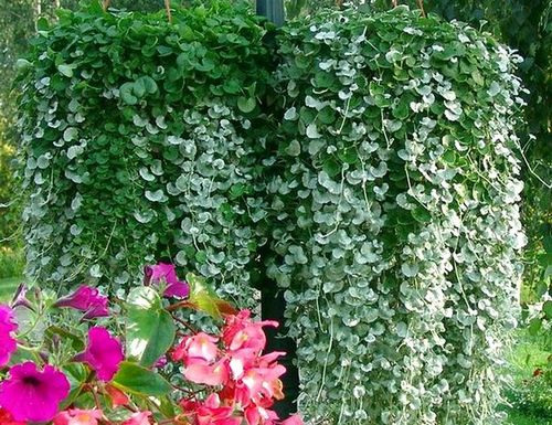 Дихондра ампельная: выращивание из семян (растение, выращивание) Дихондра ампельная: выращивание из семян