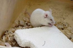 Чем склеить пенопласт — обзор материалов и правила работы. (клеить, пенопласт) Чем склеить пенопласт — обзор материалов и правила работы.