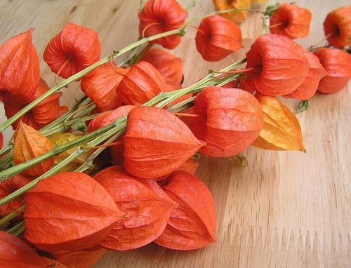 Физалис: выращивание и уход (физалис, плод, растение) Физалис: выращивание и уход