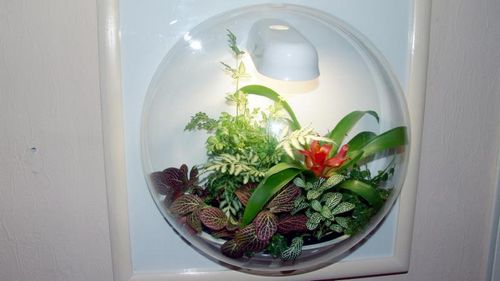 Флорариум своими руками: мастер класс, фото, растения. (растение, оранжерея, сосуд) Флорариум своими руками: мастер класс, фото, растения.