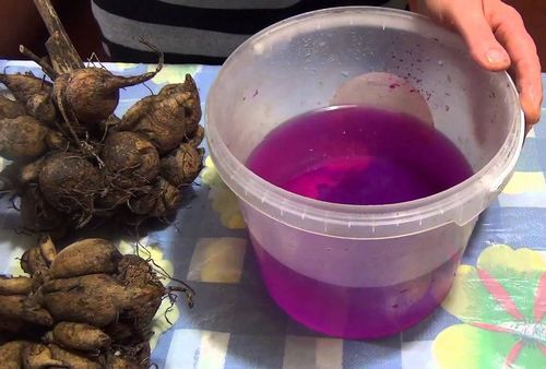 Георгины: уход, выращивание и сорта (георгин, растение) Георгины: уход, выращивание и сорта