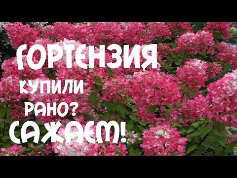 Гортензия: фото, посадка, уход, выращивание (гортензия, iframe>)» alt=»Гортензия: фото, посадка, уход, выращивание»></div>
<p>‘);»> Как посадить #гортензию? Посадка гортензии в грунт</p>
<div style=