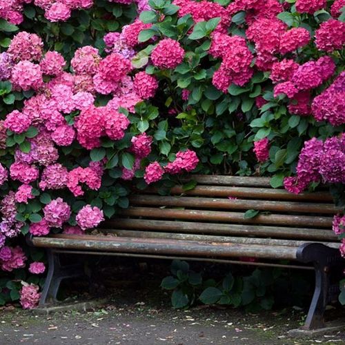 Гортензия: фото, посадка, уход, выращивание (гортензия, iframe>)» alt=»Гортензия: фото, посадка, уход, выращивание»></div>
<div style=