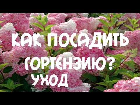 Гортензия: фото, посадка, уход, выращивание (гортензия, iframe>)» alt=»Гортензия: фото, посадка, уход, выращивание»></div>
<p>‘);»> Как вырастить гортензию метельчатую?</p>
<div style=