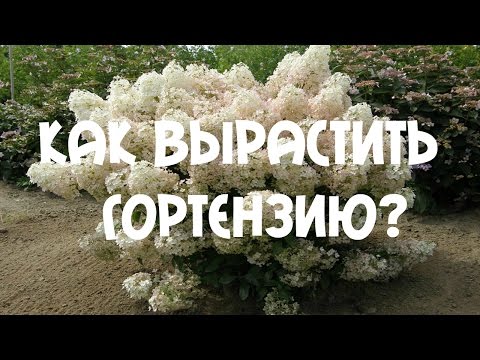 Гортензия: фото, посадка, уход, выращивание (гортензия, iframe>)» alt=»Гортензия: фото, посадка, уход, выращивание»></div>
<p>‘);»> Садовые гортензии уход обрезка и зимовка.Консультант Л И Калашникова</p>
<div style=