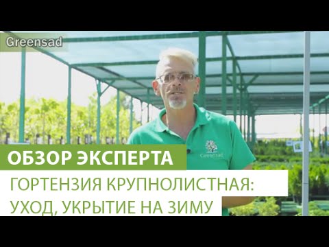 Гортензия: фото, посадка, уход, выращивание (гортензия, iframe>)» alt=»Гортензия: фото, посадка, уход, выращивание»></div>
<p>‘);»> Гортензии. Выращивание и уход</p>
<div style=