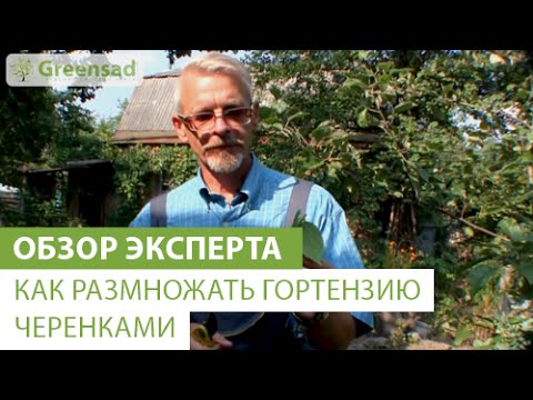 Гортензия: фото, посадка, уход, выращивание (гортензия, iframe>)» alt=»Гортензия: фото, посадка, уход, выращивание»></div>
<p>‘);»> Гортензия в саду. Особенности ухода в саду</p>
<div style=