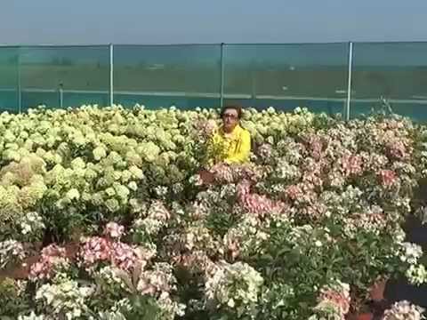 Гортензия: фото, посадка, уход, выращивание (гортензия, iframe>)» alt=»Гортензия: фото, посадка, уход, выращивание»></div>
<div>
<span class=