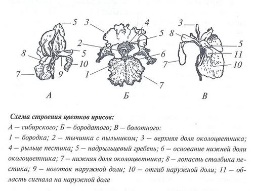 Ирисы: посадка и уход