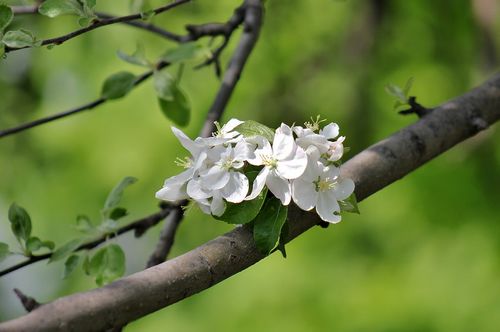 Яблоня медуница: фото, сорт, особенности, плоды, уход, выращивание (медуница, яблоня) Яблоня медуница: фото, сорт, особенности, плоды, уход, выращивание