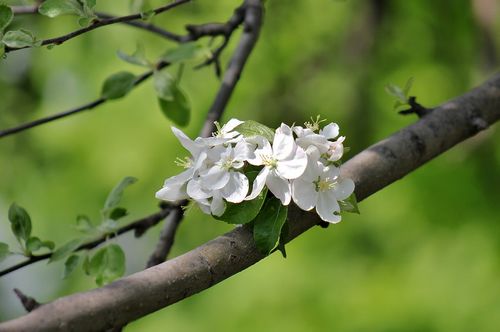 Яблоня медуница: фото, сорт, особенности, плоды, уход, выращивание