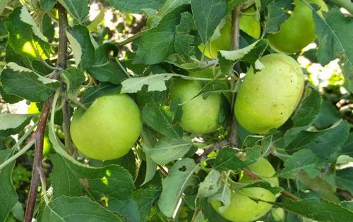 Яблоня медуница: фото, сорт, особенности, плоды, уход, выращивание (медуница, яблоня) Яблоня медуница: фото, сорт, особенности, плоды, уход, выращивание