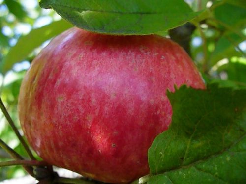 Яблоня медуница: фото, сорт, особенности, плоды, уход, выращивание