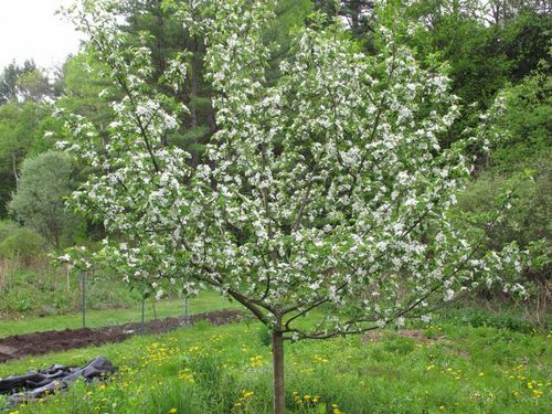 Яблоня медуница: фото, сорт, особенности, плоды, уход, выращивание