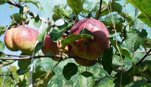 Яблоня медуница: фото, сорт, особенности, плоды, уход, выращивание