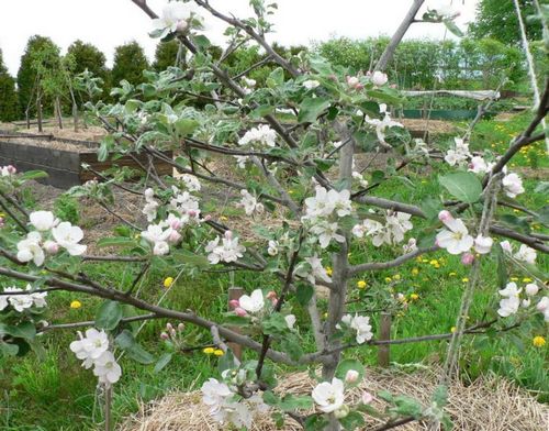 Яблоня медуница: фото, сорт, особенности, плоды, уход, выращивание (медуница, яблоня) Яблоня медуница: фото, сорт, особенности, плоды, уход, выращивание