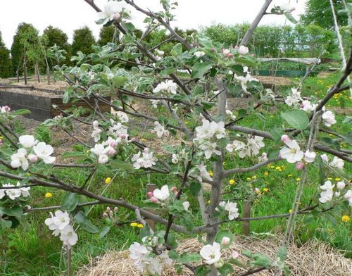 Яблоня медуница: фото, сорт, особенности, плоды, уход, выращивание