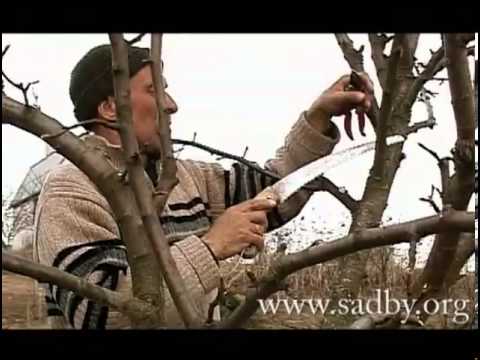 Как правильно обрезать деревья: фото, видео инструкция (дерево, обрезка) Как правильно обрезать деревья: фото, видео инструкция