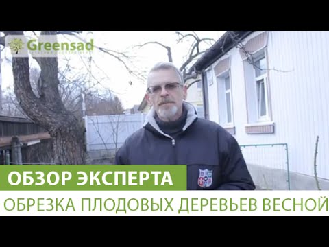 Как правильно обрезать деревья: фото, видео инструкция (дерево, обрезка) Как правильно обрезать деревья: фото, видео инструкция