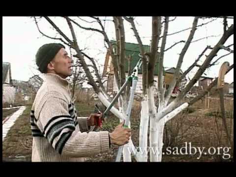 Как правильно обрезать деревья: фото, видео инструкция (дерево, обрезка) Как правильно обрезать деревья: фото, видео инструкция