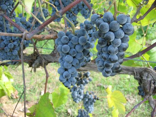 Как высадить черенки винограда весной
