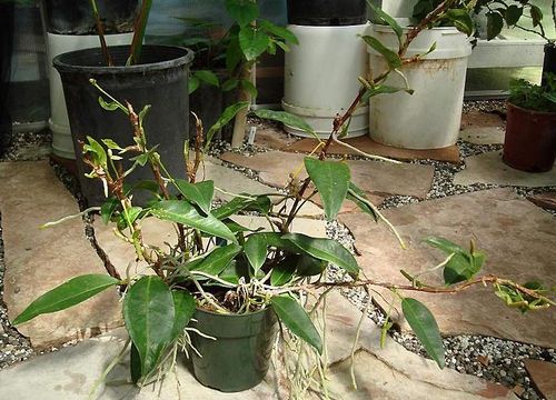 Комнатные растения и их родина