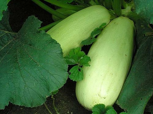 Лучшие сорта кабачков для посадки (сорт, кабачок, плод) Лучшие сорта кабачков для посадки