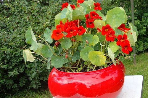 Настурция посадка и уход (настурция, растение) Настурция посадка и уход