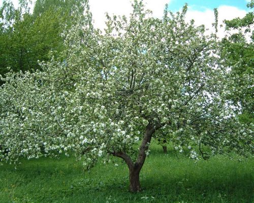 Обрезка молодых яблонь (яблоня, ветка) Обрезка молодых яблонь