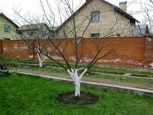 Обрезка молодых яблонь (яблоня, ветка) Обрезка молодых яблонь
