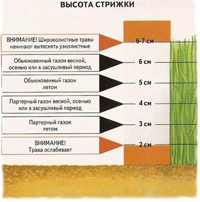 Партерный газон – устройство элитного газона своими руками – состав, смеси, травы, как посадить, как ухаживать   фото