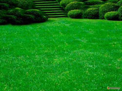 Партерный газон – устройство элитного газона своими руками – состав, смеси, травы, как посадить, как ухаживать   фото