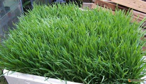 Партерный газон – устройство элитного газона своими руками – состав, смеси, травы, как посадить, как ухаживать   фото
