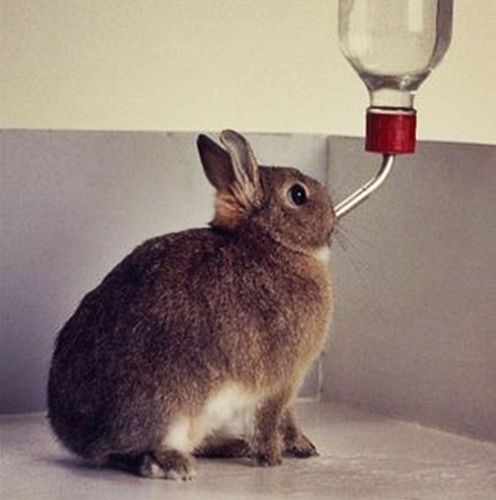 Поилки для кроликов своими руками: фото, оригинальные идеи