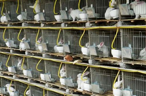 Поилки для кроликов своими руками: фото, оригинальные идеи