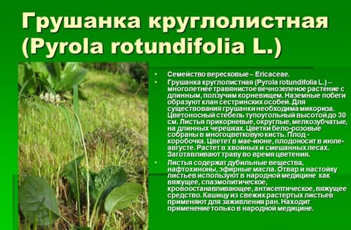 Применение грушанки в домашних целях (растение, вещество) Применение грушанки в домашних целях