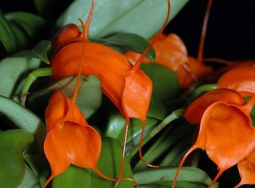 Родина растения орхидея: уход и выращивание
