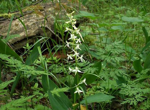 Родина растения орхидея: уход и выращивание