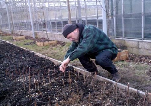 Саженцы винограда: посадка и уход (черенок, виноград) Саженцы винограда: посадка и уход