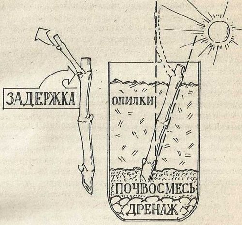 Саженцы винограда: посадка и уход (черенок, виноград) Саженцы винограда: посадка и уход