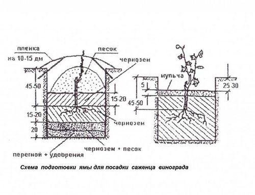 Саженцы винограда: посадка и уход