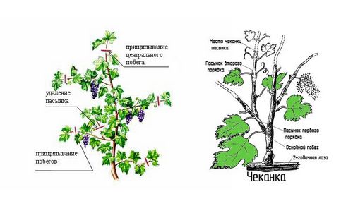 Саженцы винограда: посадка и уход