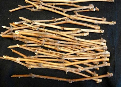 Саженцы винограда: посадка и уход (черенок, виноград) Саженцы винограда: посадка и уход