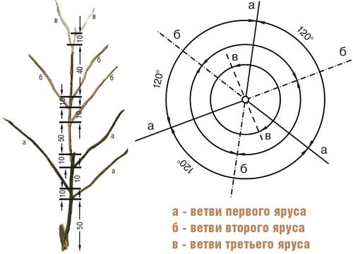 Схема обрезки старых яблонь осенью