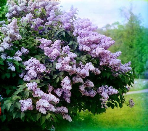 Сирень посадка и уход в открытом грунте (сирень, саженец) Сирень посадка и уход в открытом грунте