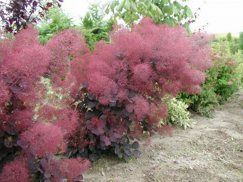 Скумпия: посадка и уход, фото (скумпия, куст) Скумпия: посадка и уход, фото